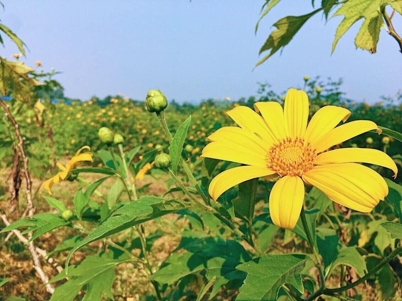 Hoa Dã Quỳ bên sông Đà – Đảo Ngọc xanh